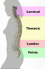 Spinal Curves